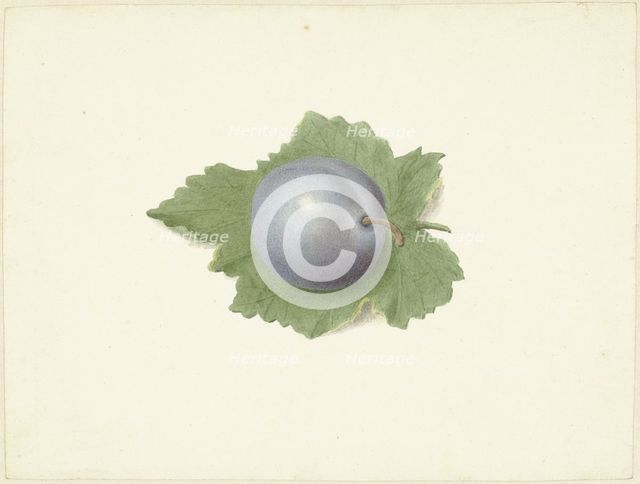 Plum on a leaf, 1818-1853. Creator: Elisabeth Geertruida van de Kasteele.