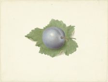 Plum on a leaf, 1818-1853. Creator: Elisabeth Geertruida van de Kasteele