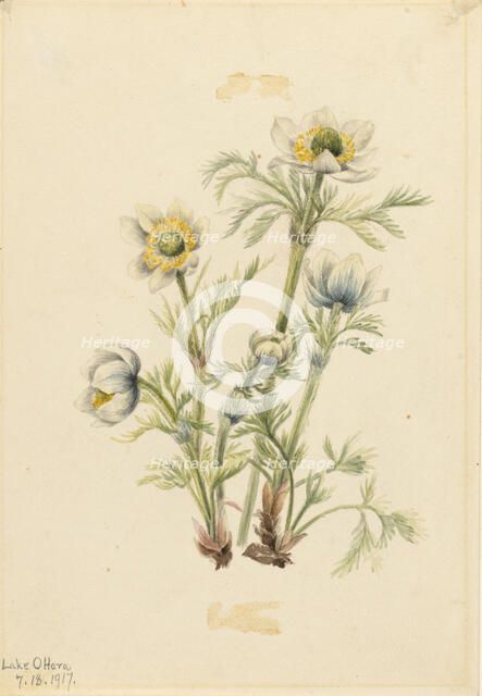 Plume Anemone (Pulsatilla occidentalis), 1917. Creator: Mary Vaux Walcott.
