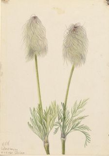 Plume Anemone (Pulsatilla occidentalis), 1923. Creator: Mary Vaux Walcott