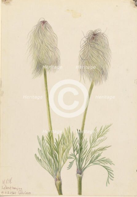 Plume Anemone (Pulsatilla occidentalis), 1923. Creator: Mary Vaux Walcott.