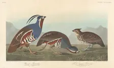 Plumed Partridge and Thick-legged Partridge, 1838. Creator: Robert Havell