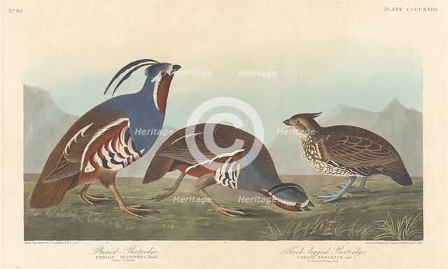 Plumed Partridge and Thick-legged Partridge, 1838. Creator: Robert Havell.