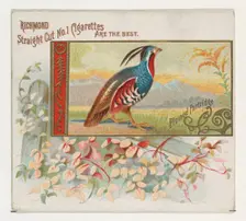 Plumed Partridge, from the Game Birds series (N40) for Allen & Ginter Cigarettes, 1888-90. Creator: Allen & Ginter