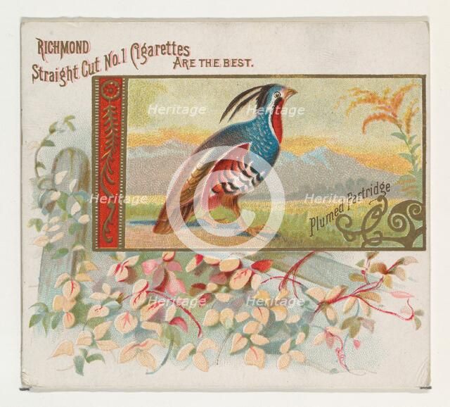 Plumed Partridge, from the Game Birds series (N40) for Allen & Ginter Cigarettes, 1888-90. Creator: Allen & Ginter.