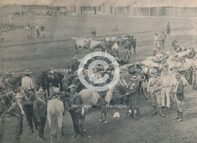 'Plumer's Horse', c1900. Creator: Unknown.
