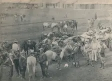 Plumer's Horse c1900. Creator: Unknown