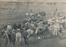 Plumer's Horse c1900. Creator: Unknown