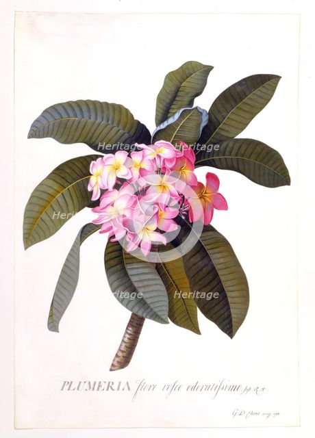 Plumeria, c 1744 (hand coloured engraving). Creator: "Georg Dionysius Ehret (1710 - 70); Ehret, Georg Dionysius (1710-1770)".