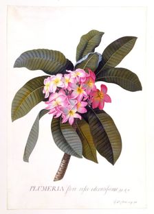 Plumeria, c 1744 (hand coloured engraving). Creator: "Georg Dionysius Ehret (1710 - 70); Ehret, Georg Dionysius (1710-1770)"