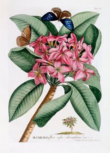 Plumeria, c. 1749 (hand coloured engraving) . Creator: "Georg Dionysius Ehret (1710 - 70); Ehret, Georg Dionysius (1710-1770)"