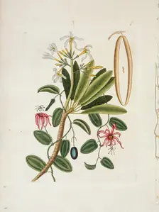 Plumeria obtusa L. (Singapore Frangipani), c1700-1740. Creator: Mark Catesby