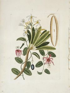 Plumeria obtusa L. (Singapore Frangipani), c1700-1740. Creator: Mark Catesby