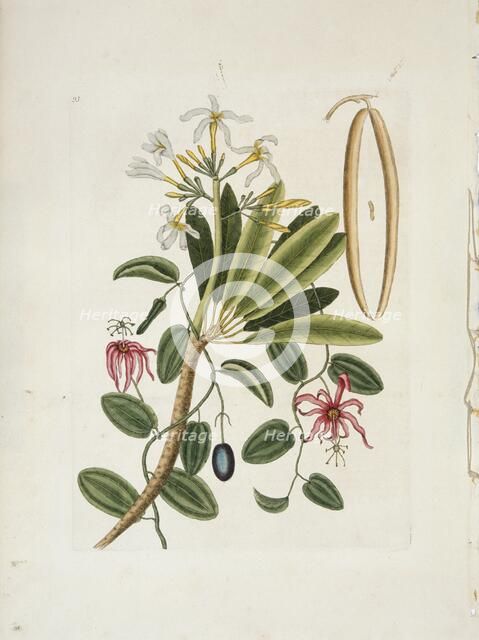 Plumeria obtusa L. (Singapore Frangipani), c1700-1740. Creator: Mark Catesby.