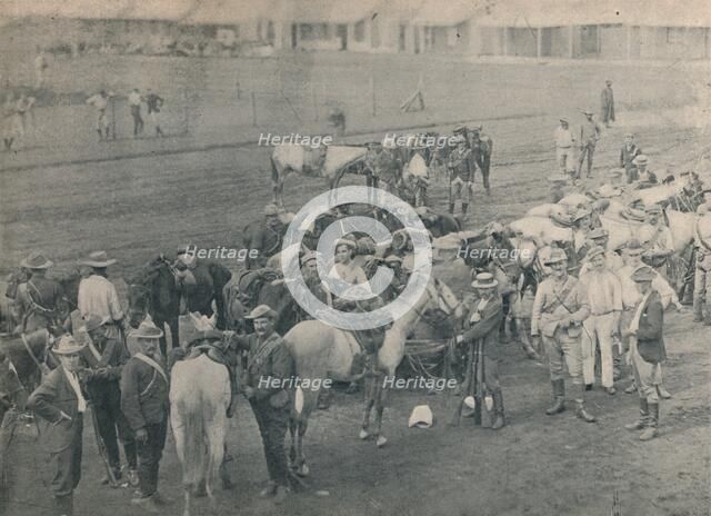 'Plumer's Horse', c1900. Creator: Unknown.