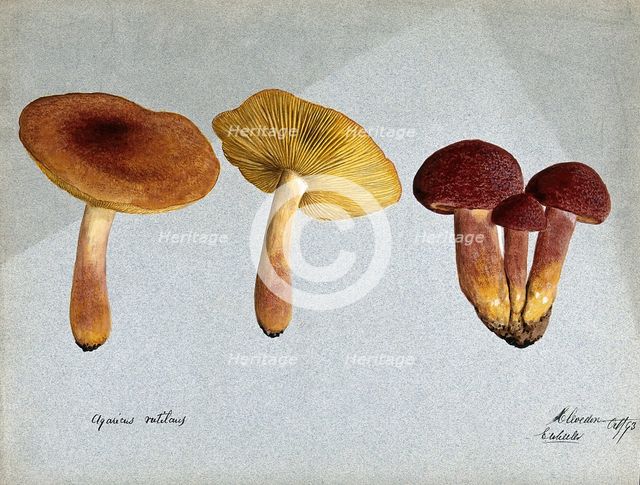 Plums and custard fungus (Tricholomopsis rutilans): five fruiting bodies, 1893. Creator: Edwin Wheeler.