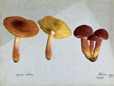 Plums and custard fungus (Tricholomopsis rutilans): five fruiting bodies, 1893. Creator: Edwin Wheeler