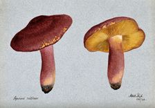Plums and custard fungus (Tricholomopsis rutilans): two fruiting bodies, 1892. Creator: Unknown