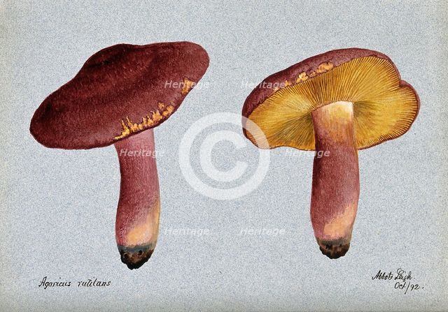 Plums and custard fungus (Tricholomopsis rutilans): two fruiting bodies, 1892. Creator: Unknown.