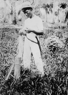 Placing buntal straw in vinegar, between c1915 and c1920. Creator: Bain News Service
