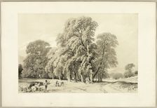 Plane Trees, from The Park and the Forest, 1841. Creator: James Duffield Harding
