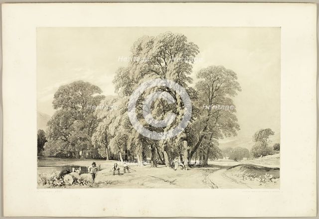 Plane Trees, from The Park and the Forest, 1841. Creator: James Duffield Harding.