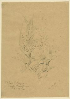 Plant Form Study, 1885. Creator: Louis Sullivan