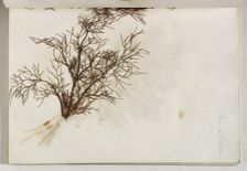 Plant from the Coliseum, c1832. Creator: Thomas Cole