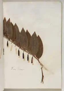 Plant from Nemi, c1832. Creator: Thomas Cole