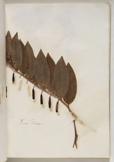 Plant from Nemi, c1832. Creator: Thomas Cole