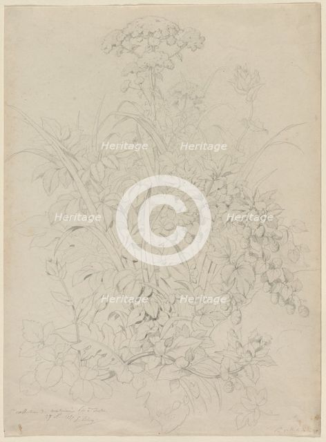 Plant Study, 1857. Creator: Eugene Bléry (French, 1805-1886).