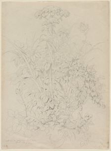 Plant Study, 1857. Creator: Eugene Bléry (French, 1805-1886)
