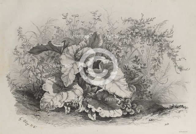 Plant Study from Group of Various Plants Drawn and Lithographed after Nature..., 1848. Creator: Eugene Bléry (French, 1805-1886).