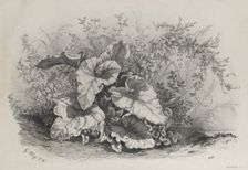 Plant Study from Group of Various Plants Drawn and Lithographed after Nature..., 1848. Creator: Eugene Bléry (French, 1805-1886)