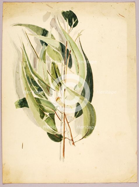 Plant Study, late 19th-early 20th century. Creator: Solon H. Borglum.