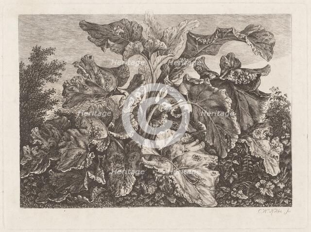 Plant Study with Burdock, c. 1820?. Creator: Carl Wilhelm Kolbe the elder.