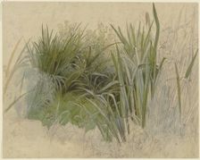 Plant study with cattails, 19th century. Creator: Peter Becker