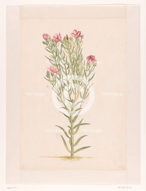 Plant with pink flowers, 1668-1729. Creator: Vincent Laurentz van der Vinne I.