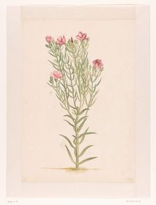 Plant with pink flowers, 1668-1729. Creator: Vincent Laurentz van der Vinne I