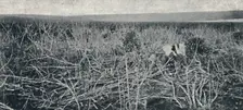 Plantacao de Mandioca 1895. Artist: Axel Frick