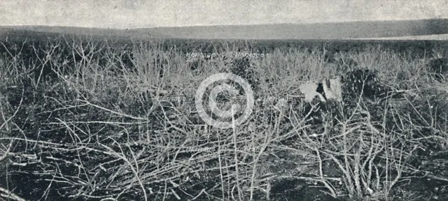 'Plantacao de Mandioca', 1895. Artist: Axel Frick.