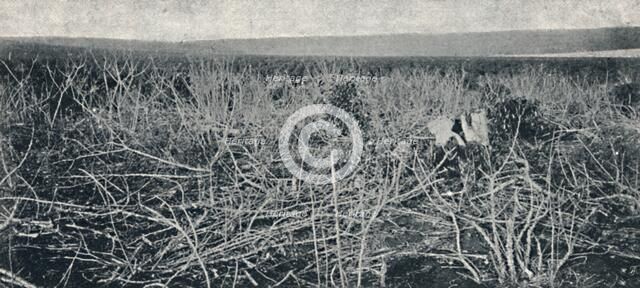 'Plantacao de Mandioca', 1895. Artist: Axel Frick.