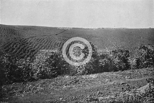 'Plantacao de Cafe formado', (Coffee Plantation), 1895. Artist: Axel Frick.