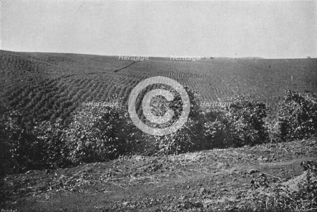 'Plantacao de Cafe formado', (Coffee Plantation), 1895. Artist: Axel Frick.