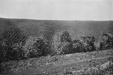 Plantacao de Cafe formado (Coffee Plantation), 1895. Artist: Axel Frick