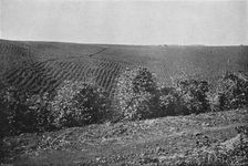 Plantacao de Cafe formado (Coffee Plantation), 1895. Artist: Axel Frick