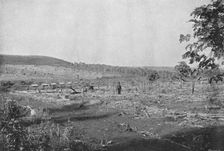 Plantacao de Cafe novo (New coffee plantation), 1895. Artist: Axel Frick