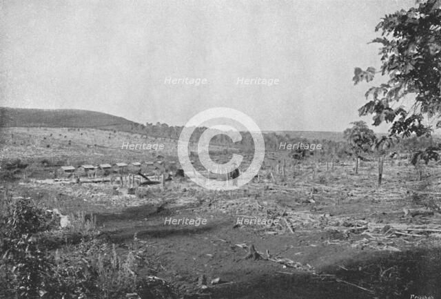 'Plantacao de Cafe novo', (New coffee plantation), 1895. Artist: Axel Frick.