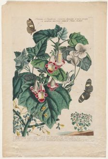 Plantae et Papiliones rariores: Martynia, 1748. Creator: Georg Dionysius Ehret (German, 1708-1770)