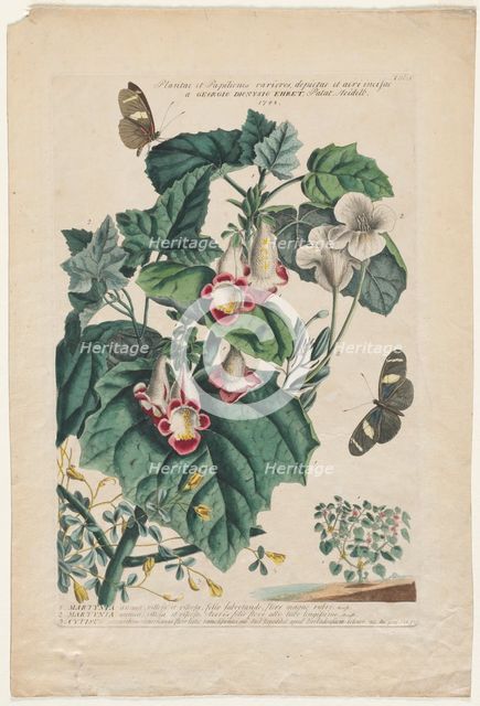 Plantae et Papiliones rariores: Martynia, 1748. Creator: Georg Dionysius Ehret (German, 1708-1770).